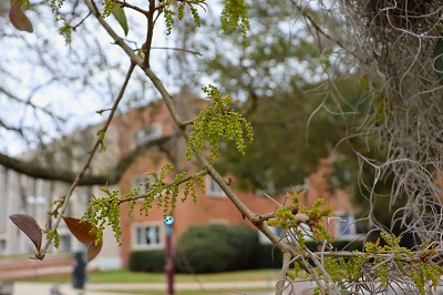 Live Oak buds and blooms in transition at Strozier Library and Greek Park
